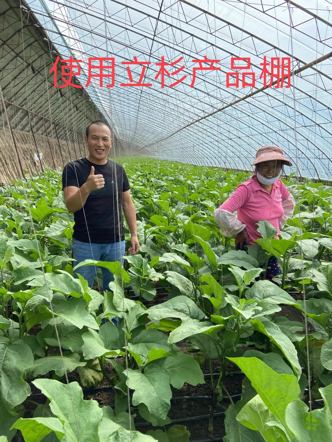 <a href=http://jinghuoqing.cn target=_blank class=infotextkey>上海立杉</a>水溶肥在北方暖棚茄子上的效果反饋2