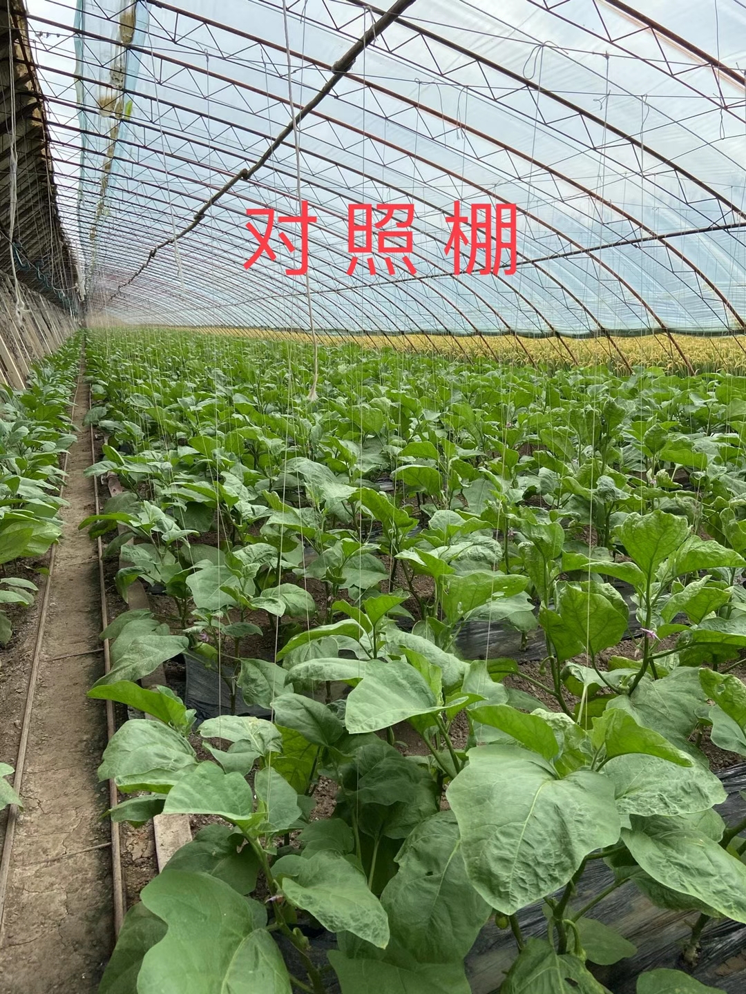 <a href=http://jinghuoqing.cn target=_blank class=infotextkey>上海立杉</a>水溶肥在北方暖棚茄子上的效果反饋3