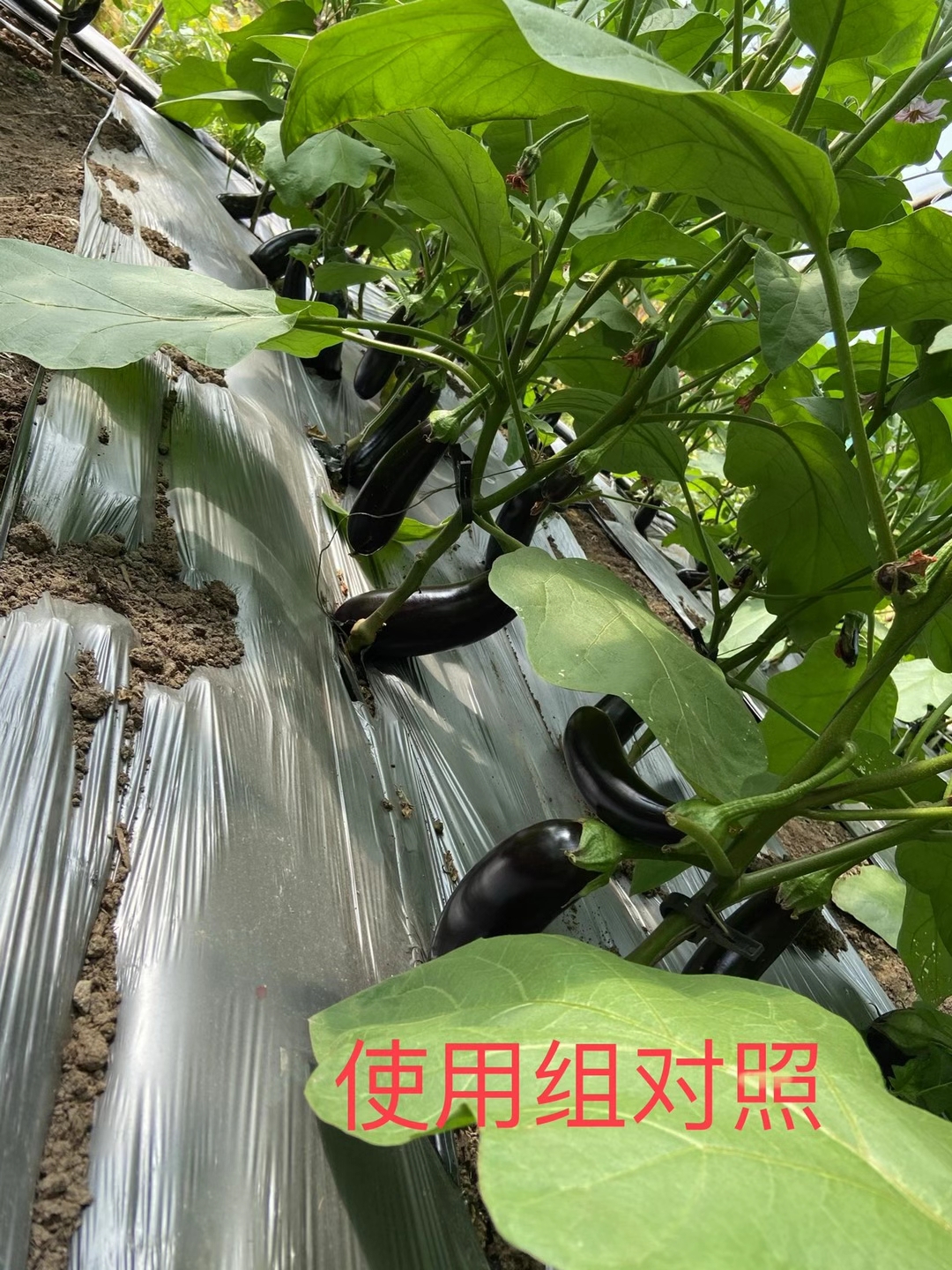 <a href=http://jinghuoqing.cn target=_blank class=infotextkey>上海立杉</a>水溶肥在北方暖棚茄子上的效果反饋5