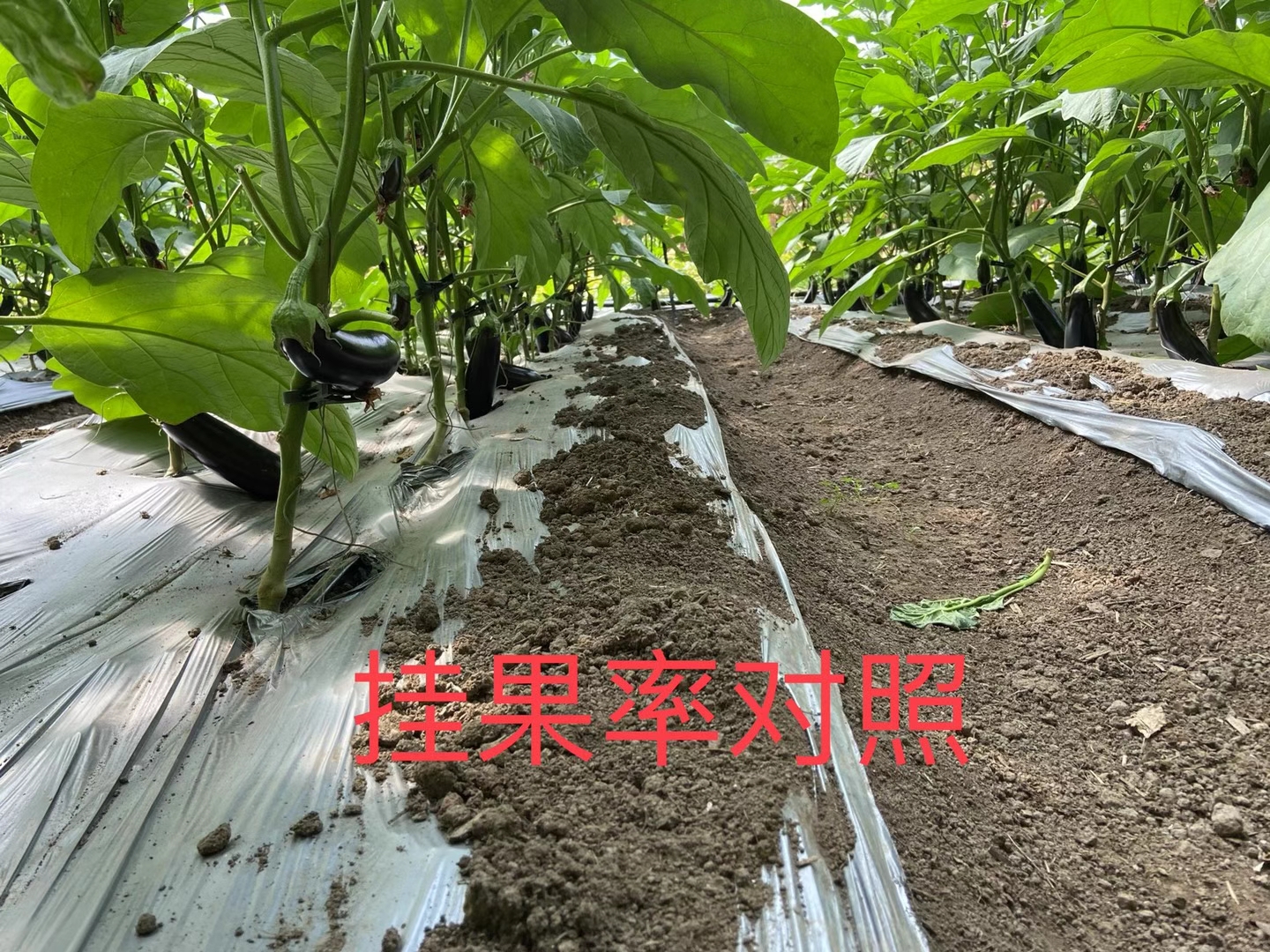 <a href=http://jinghuoqing.cn target=_blank class=infotextkey>上海立杉</a>水溶肥在北方暖棚茄子上的效果反饋4
