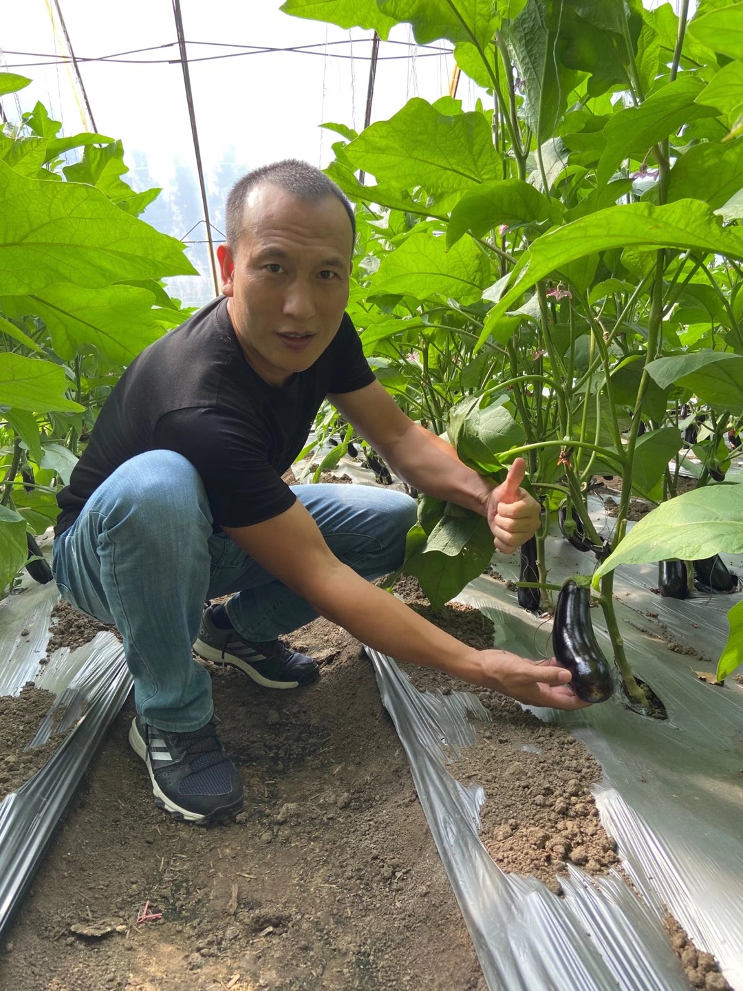 <a href=http://jinghuoqing.cn target=_blank class=infotextkey>上海立杉</a>水溶肥在北方暖棚茄子上的效果反饋6